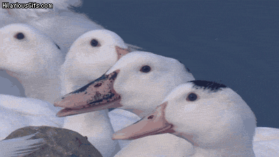 Name:  kbtV8zN.gif
Views: 15
Size:  1.56 MB