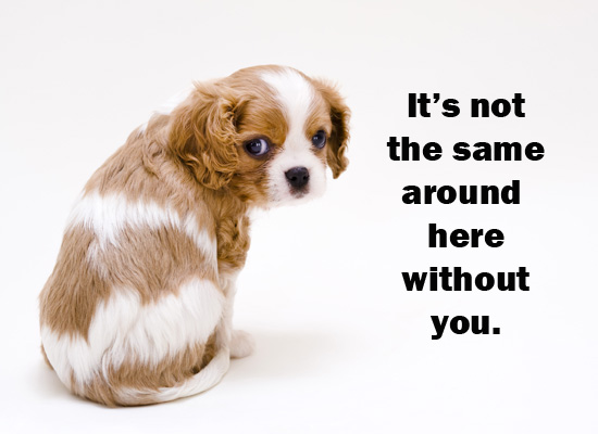 Name:  MissYouPuppy.jpg
Views: 311
Size:  66.4 KB