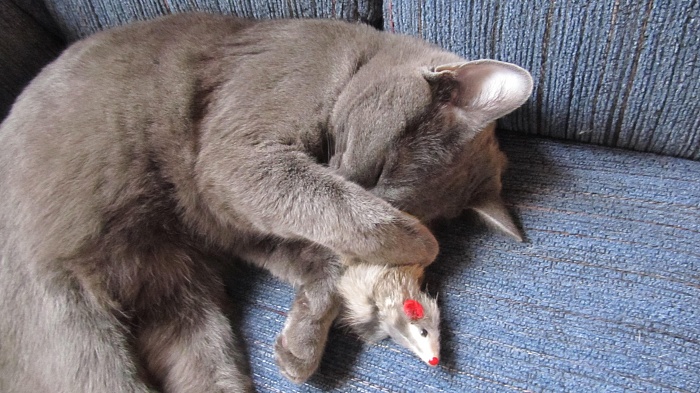 need new cat. what kind of cat do you have?-img_0522.jpg