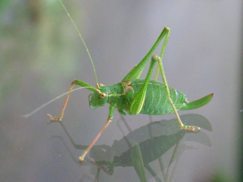Name:  cricket.jpg
Views: 89
Size:  29.4 KB