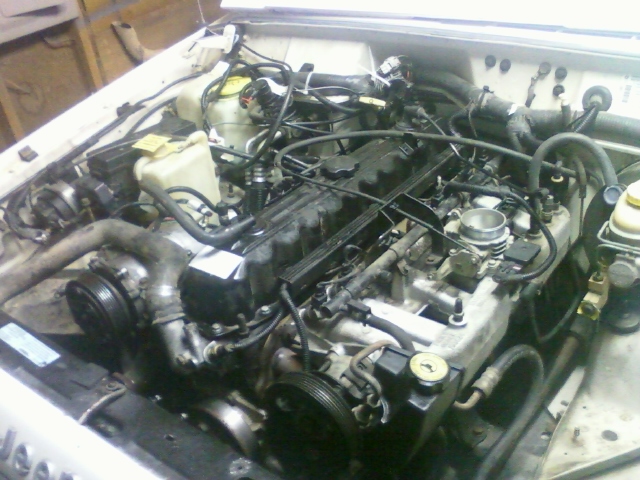 Project Great White-alomst-done.jpg