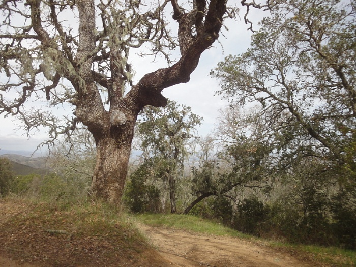 anyone in the bay area-image-686307660.jpg