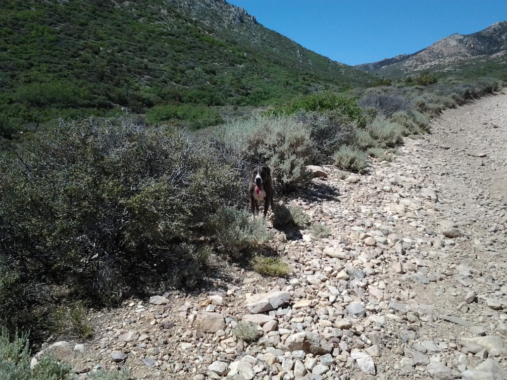 Name:  2012-06-16102711.jpg
Views: 25
Size:  313.3 KB