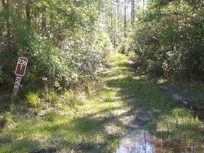 Recent visit to Osceola National Forest-20160409_110142.jpg