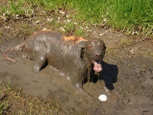 Maryland Cherokee Club-dogs-will-always-best-companions48.jpg
