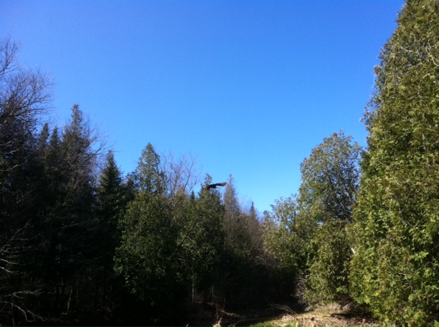 What did you do to your Cherokee today?-wild-turkey-fly.jpg