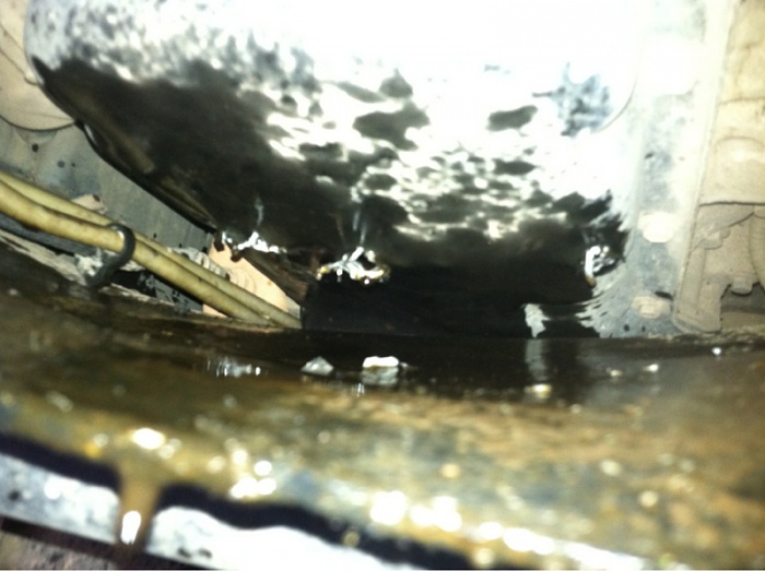 teenage owners post pics-image-687748889.jpg