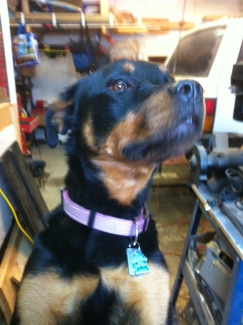 What did you do to your Cherokee today?-nyala3.jpg