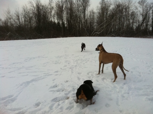 What did you do to your Cherokee today?-nyala-karma-sydney.jpg