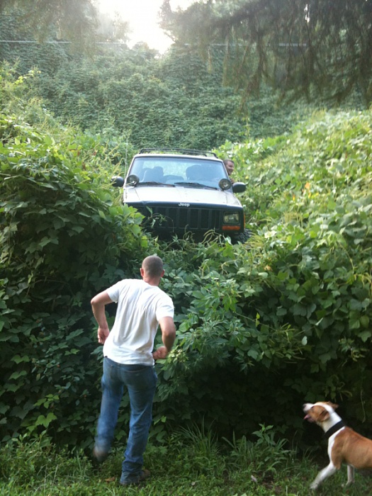 Jeeps in the Wild-image-714050883.jpg