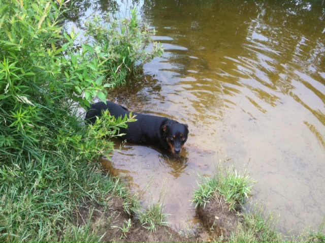 What did you do to your Cherokee today?-nyalawadingpond.jpg