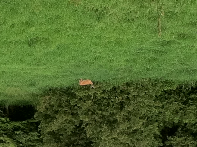 What did you do to your Cherokee today?-backyard-visitor.jpg