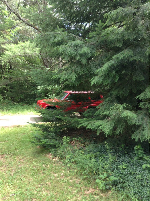 Jeeps in the Wild-image-620662124.jpg