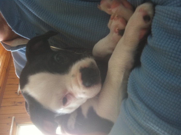 What did you do to your Cherokee today?-pepper-feb-2014.jpg