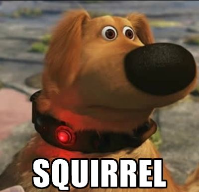 Name:  squirrel.jpg
Views: 67
Size:  28.0 KB