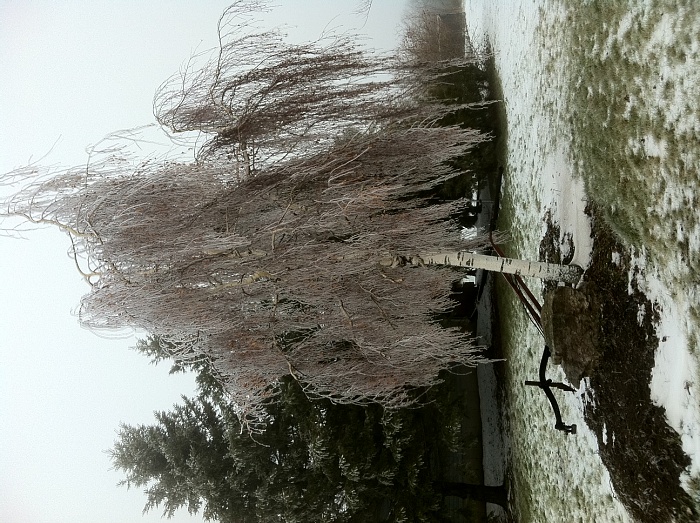 Question about ice...???-cold-tree.jpg