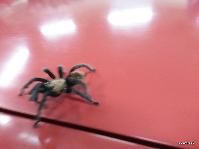 Shop Visitors-1-20180701_214126.jpg