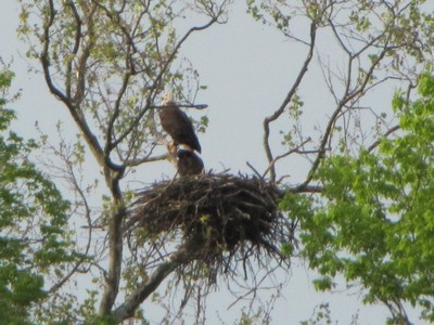 Name: 400x300IMG_1195.jpg
Views: 223
Size: 57.4 KB