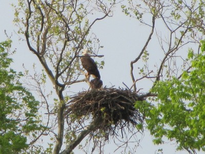 Name:  400x300IMG_1196.jpg
Views: 230
Size:  64.5 KB