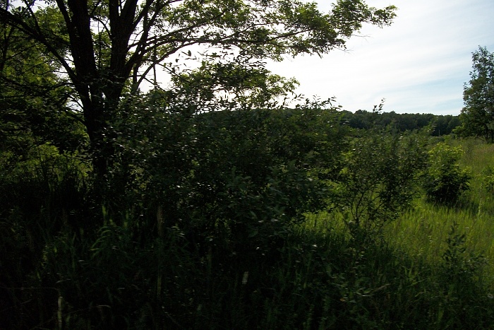 a few pics-field-copy.jpg