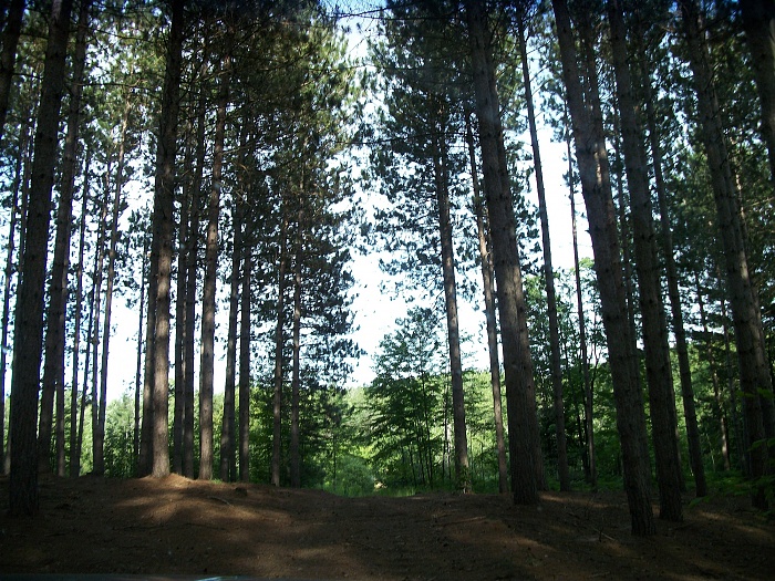 a few pics-pines-copy.jpg