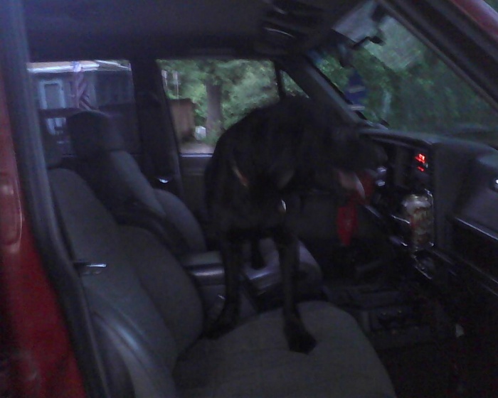 Post Pics of Your Dog in Your Jeep-photo06162032.jpg
