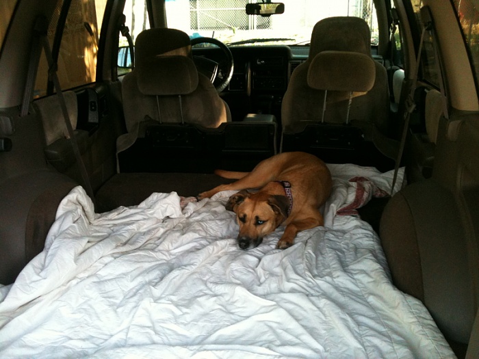 Post Pics of Your Dog in Your Jeep-image-3887817208.jpg