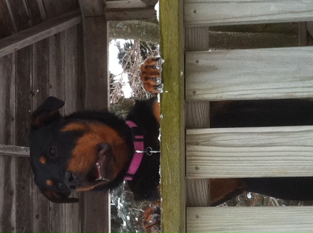 What did you do to your Cherokee today?-nyala-smile.jpg