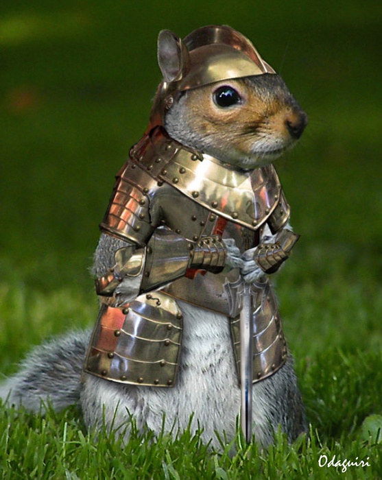 Body armor-squirrel_knight_by_odaguiri.jpg