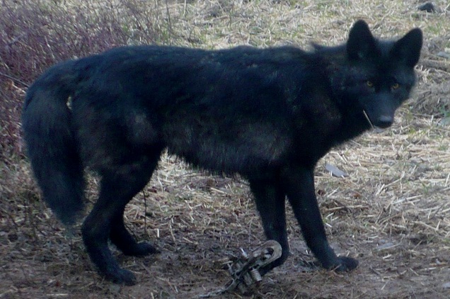 Hello All-blyote2.jpg