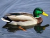 DuckWorld's Avatar