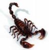 Scorpion8's Avatar