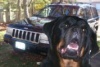 Jeepdog's Avatar