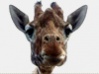 joliett's Avatar