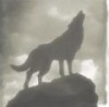 wolf2600's Avatar