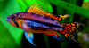Arocep's Avatar