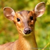 Muntjac's Avatar