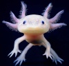 Akrajcik's Avatar